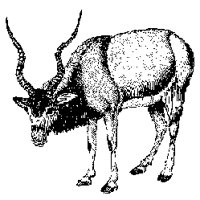ANTELOPE.TIF