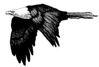 ADLER.TIF