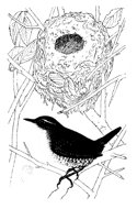 Z_KOENIG.TIF