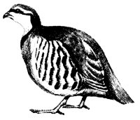 VOGEL9.TIF