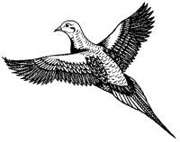 VOGEL8.TIF