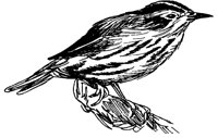 VOGEL2.TIF