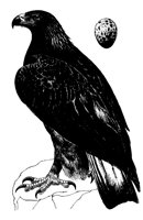 S_ADLER.TIF