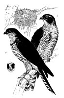 SPERBER.TIF