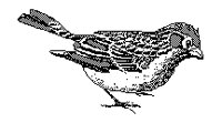 SPATZ1.TIF