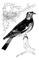R_TAUBE.TIF