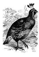 PFAU2.TIF