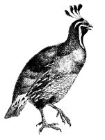 PFAU1.TIF