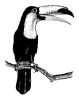 PELIKAN3.TIF