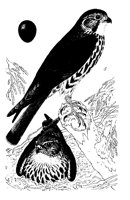 MERLIN.TIF