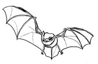 FMAUS.TIF