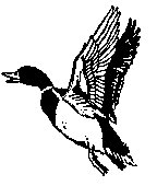 ENTE3.TIF