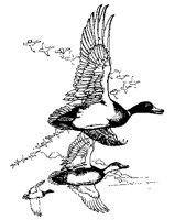 ENTE1.TIF