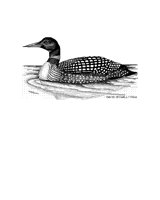 ENTE.TIF