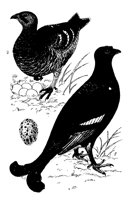 BIRKHUHN.TIF