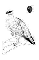 A_HUHN.TIF