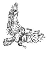 ADLER6.TIF