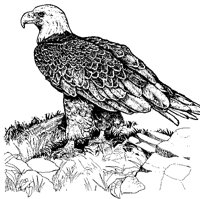 ADLER4.TIF