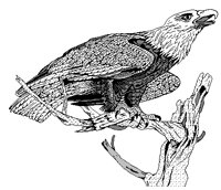 ADLER3.TIF