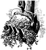 SCHAUF.TIF
