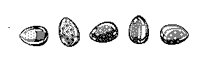 O_EIER.TIF