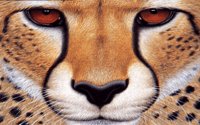 CHEETA.BMP