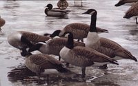 GEESE.GIF