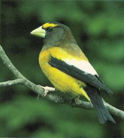 GROSBEAK.GIF