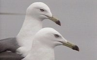 GULLS.GIF