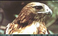 HAWK.GIF