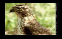 HAWK01.GIF