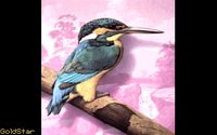 HMNGBIRD.GIF