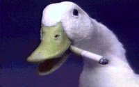 HOTDUCK.GIF