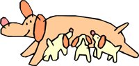 ANIML033.WMF