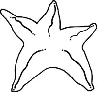 STARFISH.WMF