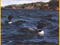 LOONS.GIF
