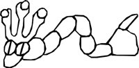 TRYTENNA.WMF