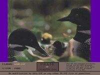LOONS1.GIF