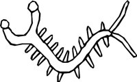 DORAPEDE.WMF