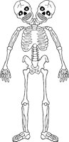 SKELTN20.WMF