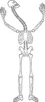 SKELTN19.WMF