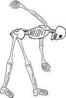 SKELTN17.WMF