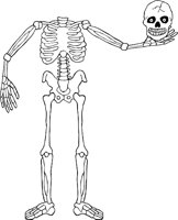 SKELTN14.WMF