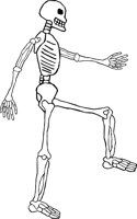 SKELTN11.WMF