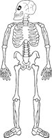 SKELTN08.WMF