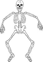 SKELTN07.WMF