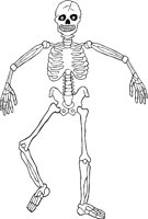 SKELTN06.WMF