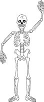 SKELTN05.WMF