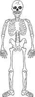 SKELTN04.WMF