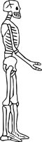 SKELTN03.WMF